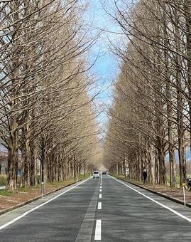 🌿 오사카 공립대학 부속 식물원 (오사카 코리츠다이가쿠 후조쿠 쇼쿠부츠엔) 이미지 6